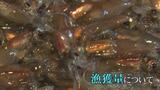 ホタルイカの漁獲量に「M字の法則」あり 海流や水温も踏まえて導き出した「平年並み」の予想 富山 | 富山のニュース|天気・防災|チューリップテレビ