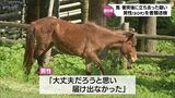 都井岬の野生馬の当て逃げ事故　鹿児島県の80代男性を書類送検　|　MRTニュース ｜ ＭＲＴ宮崎放送
