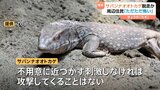 「サバンナオオトカゲ」が脱走か…どこへ？「ただただ怖い」成長すると体長80～90センチにも|TBS NEWS DIG