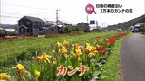 500ｍに約2万本　カンナの花が日南市の県道沿いで見ごろに　|　MRTニュース ｜ ＭＲＴ宮崎放送