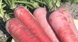 鮮やかな赤で食卓に彩り…甘さもあって150倍以上のリコピンで栄養も豊富、生産が追い付かない今が旬の「京くれない」イタリア料理店でもマリネやポタージュで人気のメニューに | SBC NEWS | 長野のニュース | SBC信越放送