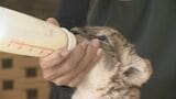６年ぶりに誕生！サファリランドにライオンの赤ちゃん“見た目はもふもふ”|TBS NEWS DIG