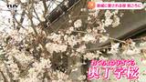 肌寒さの中に春の訪れ 薄ピンク色の早咲きの桜「奥丁字桜」が見ごろ(山形市) | 山形のニュース│TUYテレビユー山形