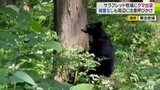 サラブレッド牧場に出没したクマ撮影　約10ｍまで近づき山へ…　クマ出没注意報継続中　青森・東北町|TBS NEWS DIG