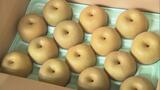 「シャキシャキ、みずみずしい!」秋の味覚ナシ、例年より2週間早く出荷始まる 福島・いわき市 | 福島のニュース│TUF