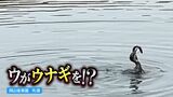 【悲しい映像付き】日本三名園・後楽園の沢の池で発見された「ウナギの沢太郎」後楽園の新アイドルにまさかの結末が...|TBS NEWS DIG