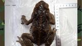 “折りたたみ財布大”の有毒カエルを捕獲!強力な繫殖能力で「世界の侵略的外来種ワースト100」のオオヒキガエル|TBS NEWS DIG