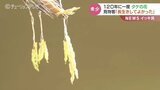 120年に1度の「竹の花」が開花 万葉集ゆかりの庭園内で今が見ごろ 富山・高岡市|TBS NEWS DIG
