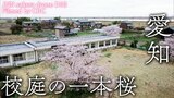 校庭の一本桜　愛知県愛西市【JNN sakuraドローンDIG】　|　名古屋・愛知・岐阜・三重のニュース【CBC news】 | CBC web
