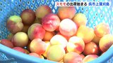 “初恋の味”スモモの出荷始まる　広島・呉市上蒲刈島|TBS NEWS DIG