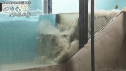 海底地すべりを再現!予測より早い津波はなぜ起きる?カメラ10台で捉えた津波発生の瞬間 #知り続ける|TBS NEWS DIG