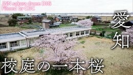 校庭の一本桜 愛知県愛西市【JNN sakuraドローンDIG】|TBS NEWS DIG