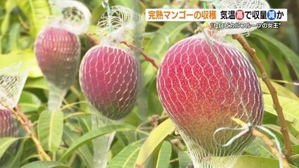 完熟マンゴーの収穫始まる 落ちないようにネットを施し 600グラム超は1