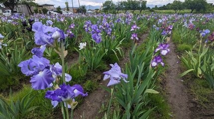 虹の花」ジャーマンアイリス2万株 色とりどりの花を咲かせる 岩手