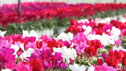 冬花 冬に人気の観賞用の鉢花「シクラメン」出荷作業はじまる 赤・白・紫
