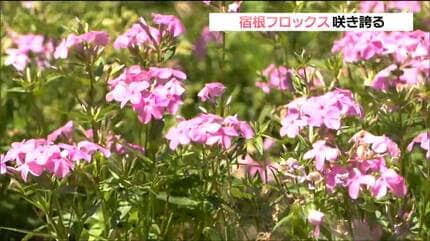 小さなピンクの花”がまとまって咲く「宿根フロックス」見ごろ 夏の猛暑