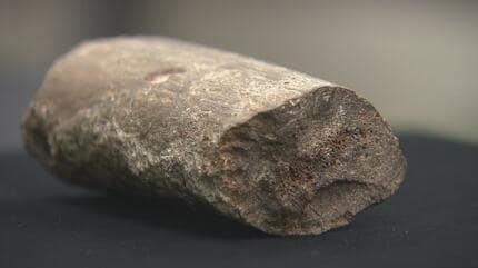 ついに出たか！」アオモリゾウの牙とされてきた化石が「カイギュウの