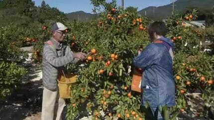 赤みがかったオレンジ色のミカン｢あかね夕焼け姫｣の収穫始まる 酸味が