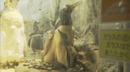 ジェンツーペンギンの赤ちゃん成長「仲良しでかわいい」約3か月で親と