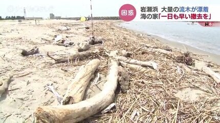 人の手ではどうにもできない」海開きの海水浴場に大量の流木が…地元