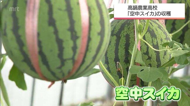 高鍋農業高校で栽培した「空中スイカ」を生徒が収穫　400個限定で7日に販売|TBS NEWS DIG