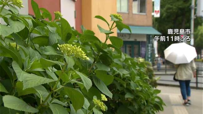 九州南部“全国最早の梅雨入り"奄美地方より早いのは71年ぶり 今夜遅くから大雨のおそれ 鹿児島|TBS NEWS DIG