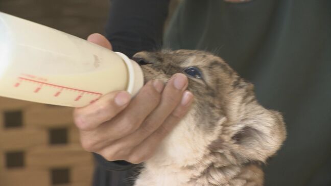 6年ぶりに誕生!サファリランドにライオンの赤ちゃん“見た目はもふもふ”|TBS NEWS DIG