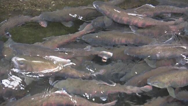 養殖アマゴ 人工授精の作業ピーク 猛暑の影響などで卵の数は去年より1割減少 40日ほどで稚魚がふ化 三重・熊野市|TBS NEWS DIG