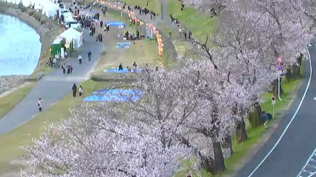 岡山後楽園のソメイヨシノの標本木が満開に　強風で春の嵐　気温はぐんぐん上がり各地で3月の観測史上最高に|TBS NEWS DIG