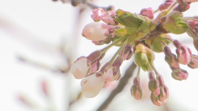 【開花予想日】函館のサクラのようすは?気象台職員が観察も…札幌はあす開花予想 北海道の桜前線|TBS NEWS DIG