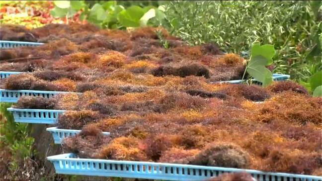 「大変なんですよ この暑さとの戦い」郷土料理・いごねりの原料『エゴ草』の水揚げ最盛期 新潟・佐渡市|TBS NEWS DIG