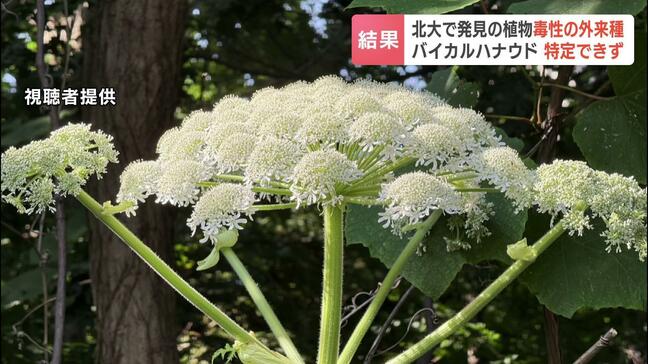 北海道大学のキャンパスで発見の植物は強毒性の外来種と判明も「バイカルハナウド」かどうか特定できず、18年前から生育の可能性|TBS NEWS DIG