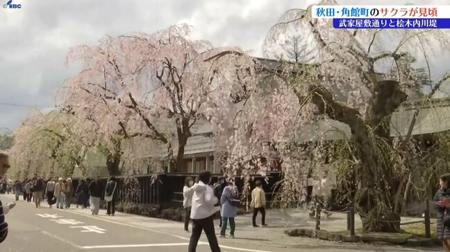 角館・武家屋敷通り、桧木内川堤のサクラ満開　大勢の観光客でにぎわう　秋田・仙北市|TBS NEWS DIG