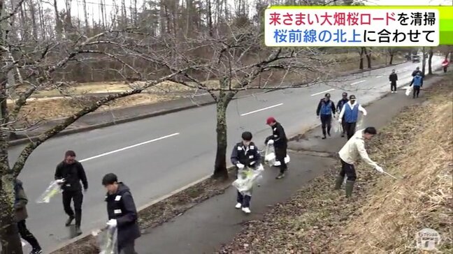 約1400本のソメイヨシノが約8kmも続く全国有数の桜並木の道沿いをきれいに 青森県下北地方の桜の名所 むつ市「来さまい大畑桜ロード」の清掃活動に約200人が参加|TBS NEWS DIG
