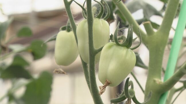 猛烈な暑さの影響？観光農園の農作物に異変　実の色づきが悪くトマト狩りは1か月遅れに　スイカは日焼けして真っ白になる恐れも|TBS NEWS DIG