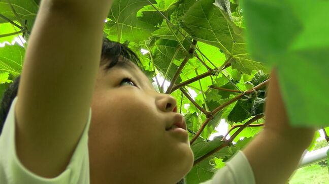 「おも~い」小学3年生が農園でシャインマスカットの収穫を体験 自分たちで袋掛けしたブドウがりっぱに育って【岡山】|TBS NEWS DIG