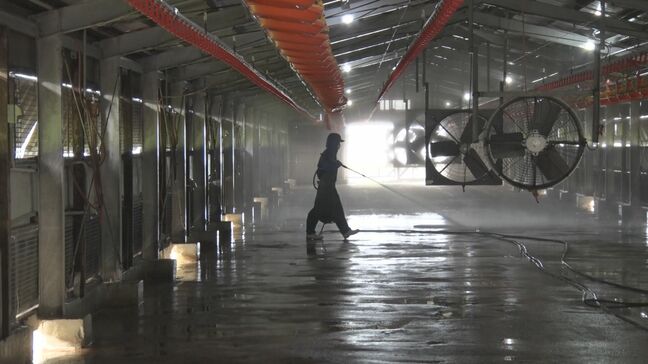 9日・10日の本島北部大雨　浸水した鶏舎で約2万6000羽が溺れて死ぬ被害|TBS NEWS DIG