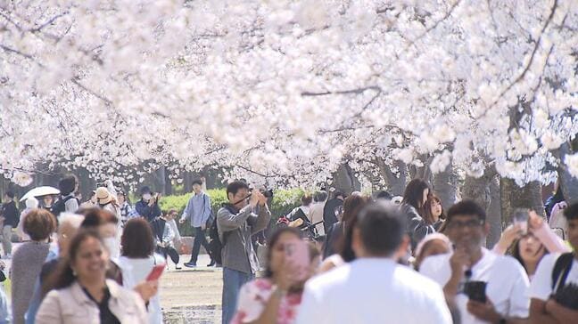 満開の桜に『試練の風雨』週末の花見は大丈夫か？　近畿で最大瞬間風速30メートル予想　土曜日は発達した低気圧が進み前線が通過　西日本は高波強風に注意|TBS NEWS DIG
