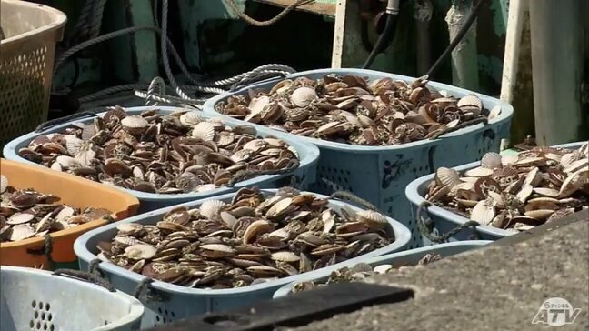 不漁続く陸奥湾ホタテ 入札は過去5年間で最も少ない1437トン 大量へい死などで7月も入札行われる可能性あり 青森県|TBS NEWS DIG