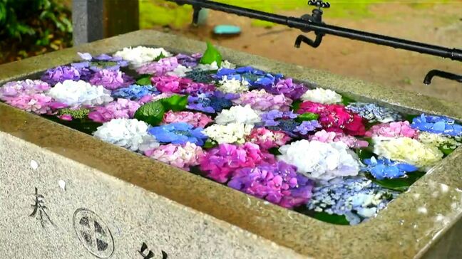 『梅雨の癒しに！　稲荷神社の花手水』　日置市東市来町　鹿児島|TBS NEWS DIG