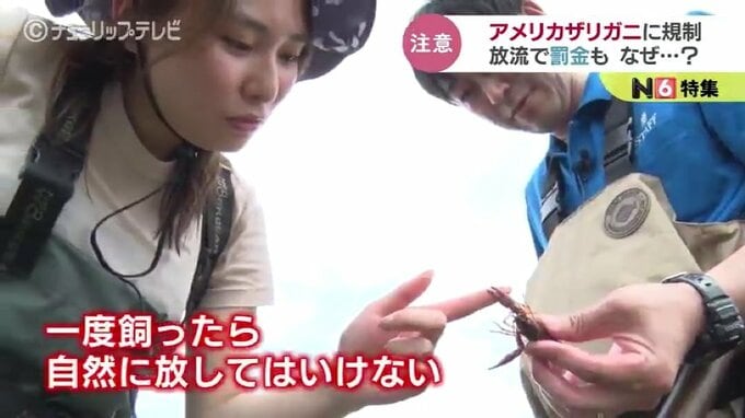 放流で罰金？販売も禁止　アメリカザリガニの規制…なぜ？富山|TBS NEWS DIG