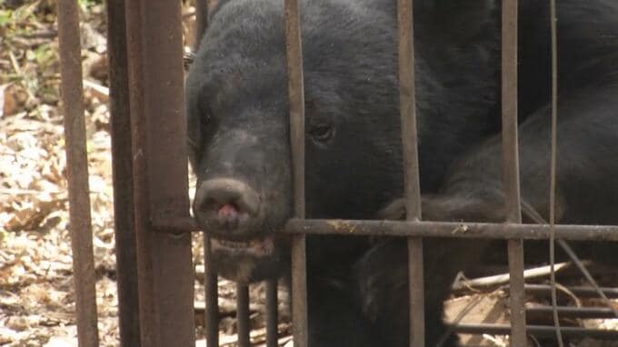 狙いはハチミツか　クマが寺の壁を壊す（山形・鶴岡市）　|　山形のニュース│TUYテレビユー山形