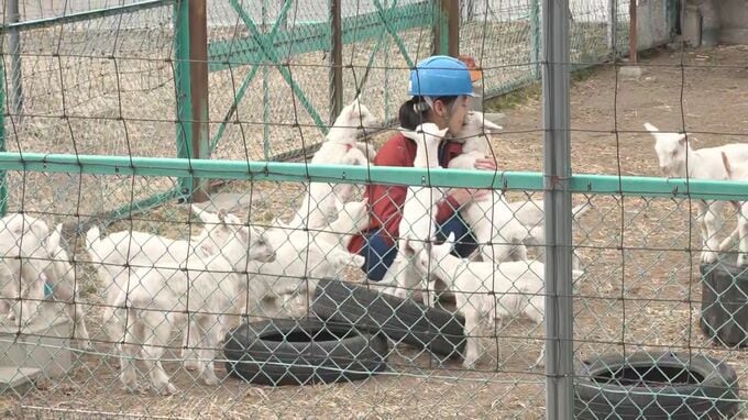 飼育員に群がって抱きつく姿も　つぶらな瞳ですくすくと　ヤギが出産シーズン迎えベビーラッシュ　5月までには70匹ほどに　長野・佐久市　|　SBC NEWS | 長野のニュース | SBC信越放送