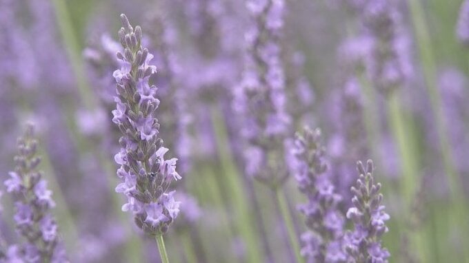 「すごく良い匂いで気持ちが落ち着く」河口湖の湖畔で3000株のラベンダー見頃　山梨　|　山梨のニュース | ＵＴＹテレビ山梨