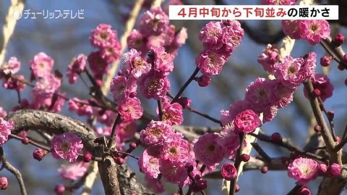 4月並みの暖かさ 19日はさらに気温上昇し20℃超えに　|　富山のニュース｜天気・防災｜チューリップテレビ