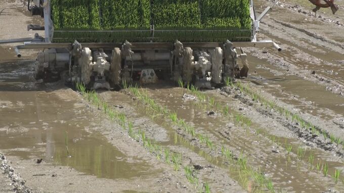 「苗の出来は上々」 羽地米一期作の田植え始まる  6月下旬から7月にかけ収穫|TBS NEWS DIG