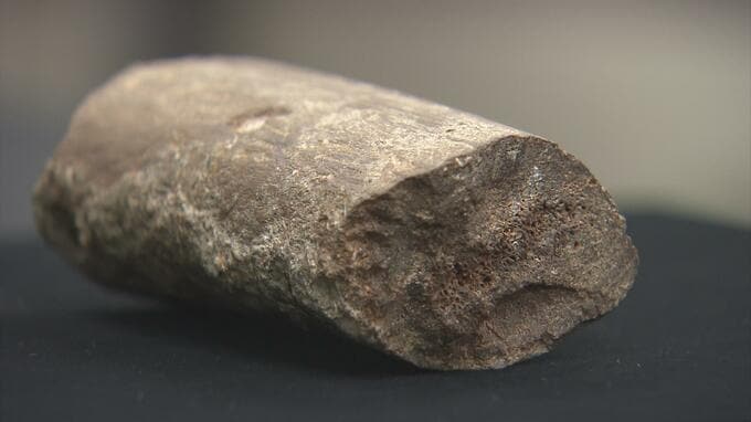 「ついに出たか！」アオモリゾウの牙とされてきた化石が「カイギュウの肋骨」だったと判明！　有力な証拠となったのは「形」と「穴の有無」　|　青森のニュース│ATV NEWS│青森テレビ