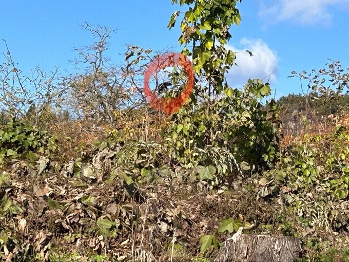 【画像】木の上に居座るクマ...飯豊町でクマの目撃相次ぐ　近くには住宅も（山形）　|　山形のニュース│TUYテレビユー山形