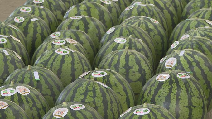 甘くシャリッとした食感が特徴　萩・相島スイカ出発式　|　山口のニュース・天気・防災｜tys NEWS｜ｔｙｓテレビ山口