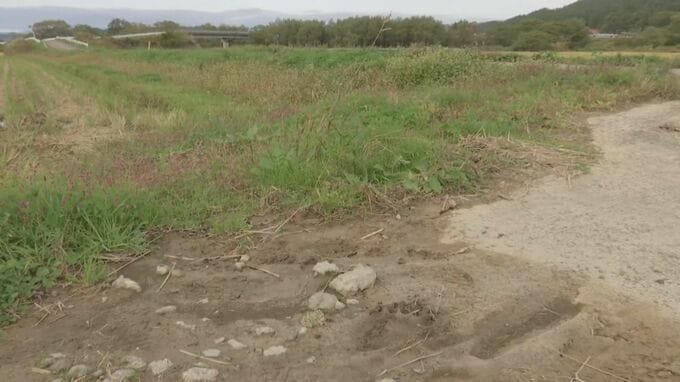 現場近くにクマとみられる足跡も　散歩中の70代女性が親子3頭と遭遇　成獣に背中引っかかれけが　秋田・能代市|TBS NEWS DIG